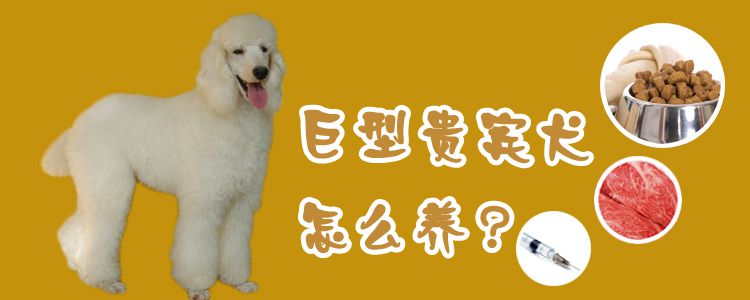 巨型貴賓犬怎么養(yǎng)